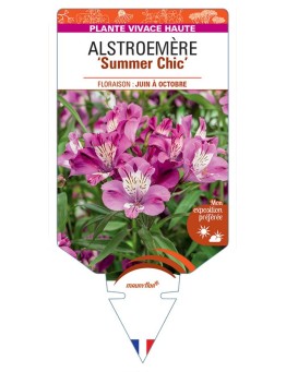ALSTROEMERIA Summer Chic