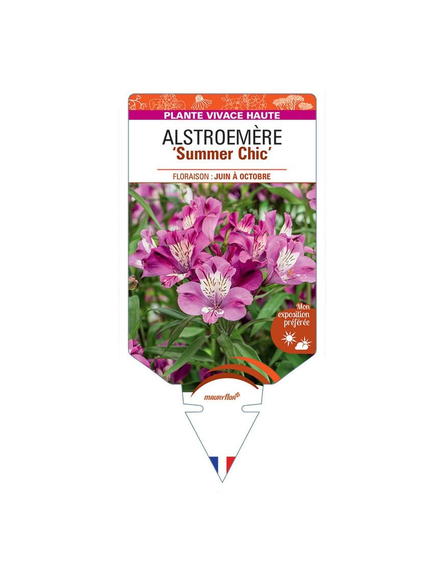 ALSTROEMERIA Summer Chic