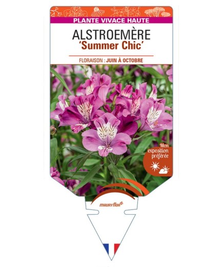 ALSTROEMERIA Summer Chic