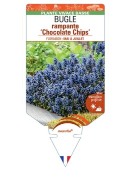AJUGA reptans Chocolate Chips voir Bugle rampante