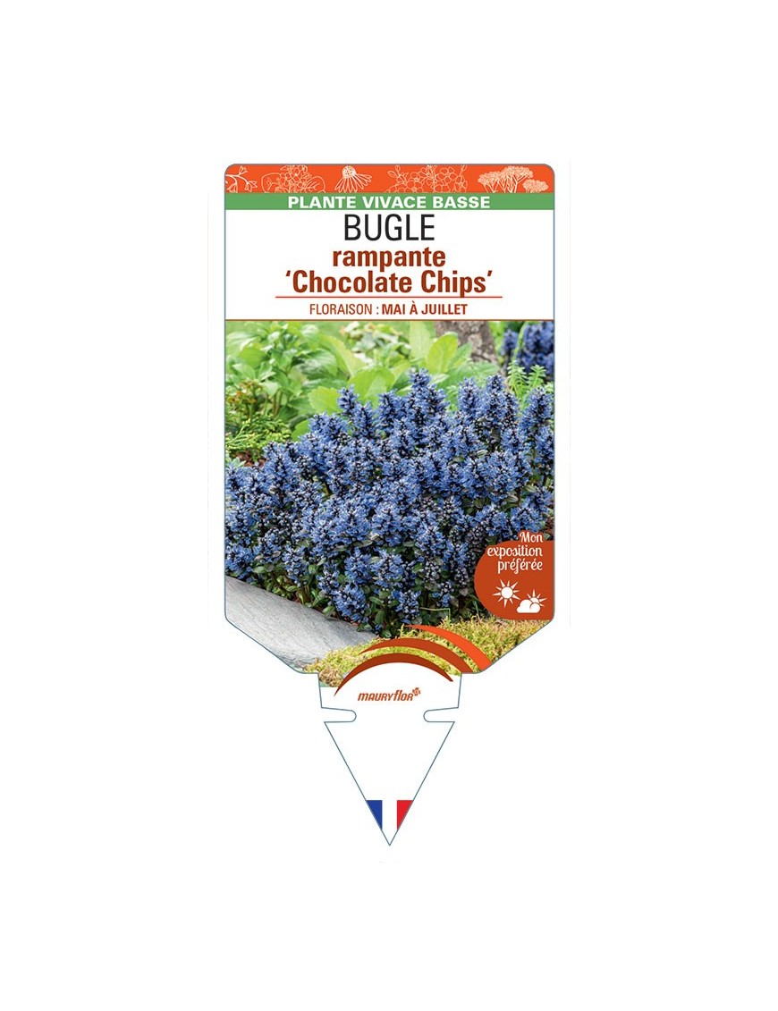 AJUGA reptans Chocolate Chips voir Bugle rampante