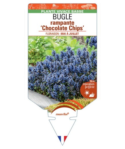 AJUGA reptans Chocolate Chips voir Bugle rampante