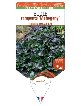 AJUGA reptans Mahogany voir Bugle rampante