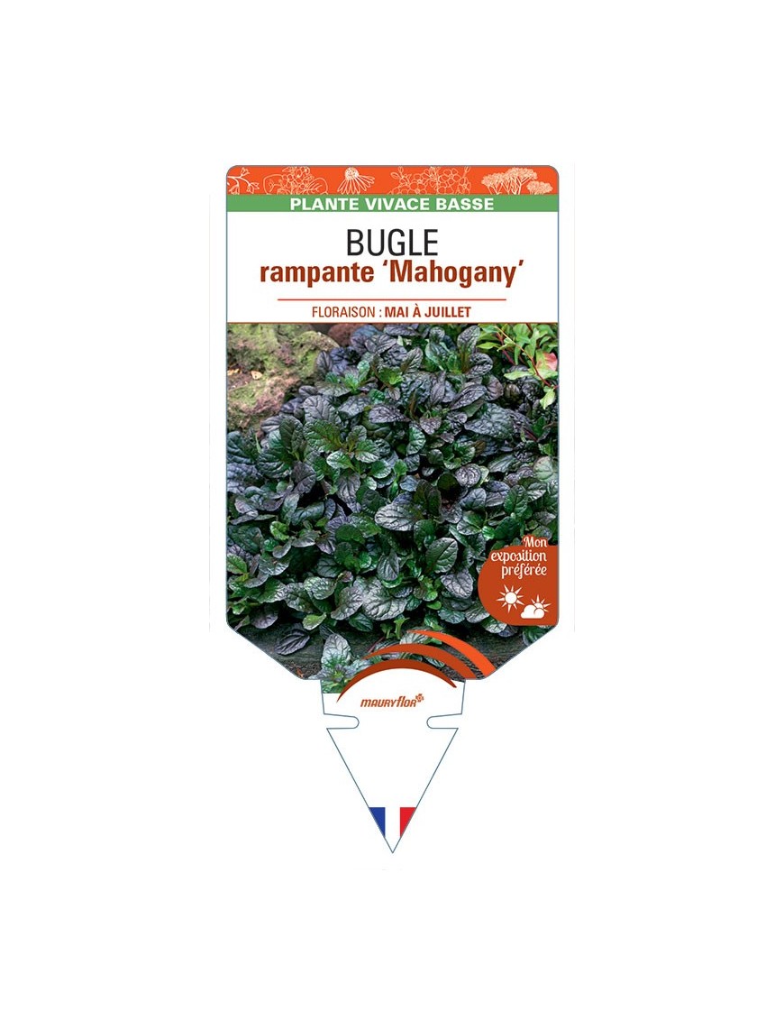 AJUGA reptans Mahogany voir Bugle rampante