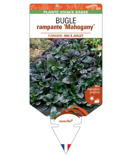 AJUGA reptans Mahogany voir Bugle rampante