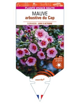 ANISODONTEA capensis voir Mauve arbustive du Cap