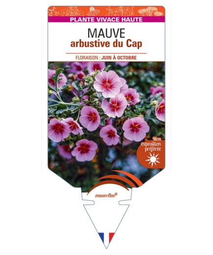 ANISODONTEA capensis voir Mauve arbustive du Cap