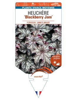 HEUCHERA Blackberry Jam