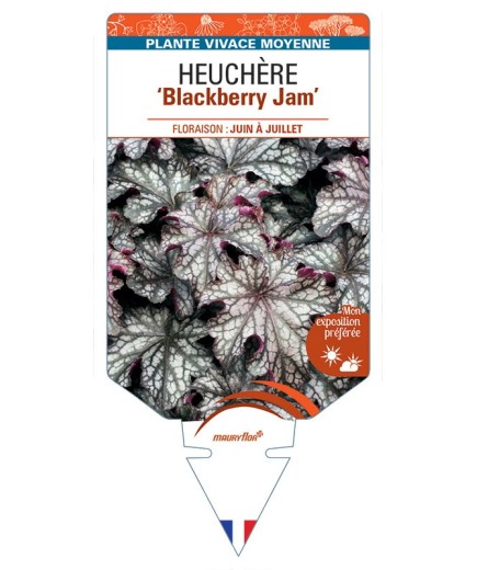 HEUCHERA Blackberry Jam