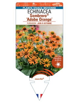 ECHINACEA Sombrero® Adobe Orange