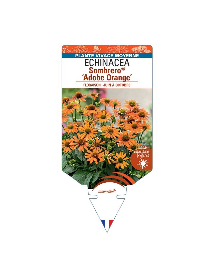 ECHINACEA Sombrero® Adobe Orange