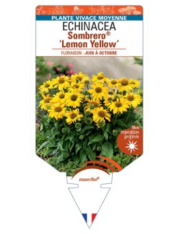 ECHINACEA Sombrero® Lemon Yellow