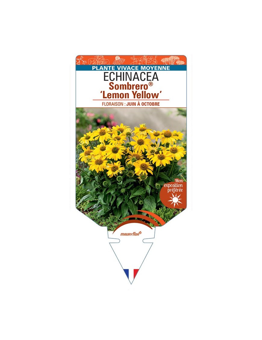 ECHINACEA Sombrero® Lemon Yellow