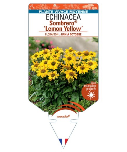 ECHINACEA Sombrero® Lemon Yellow