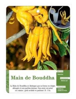 MAIN DE BOUDDHA