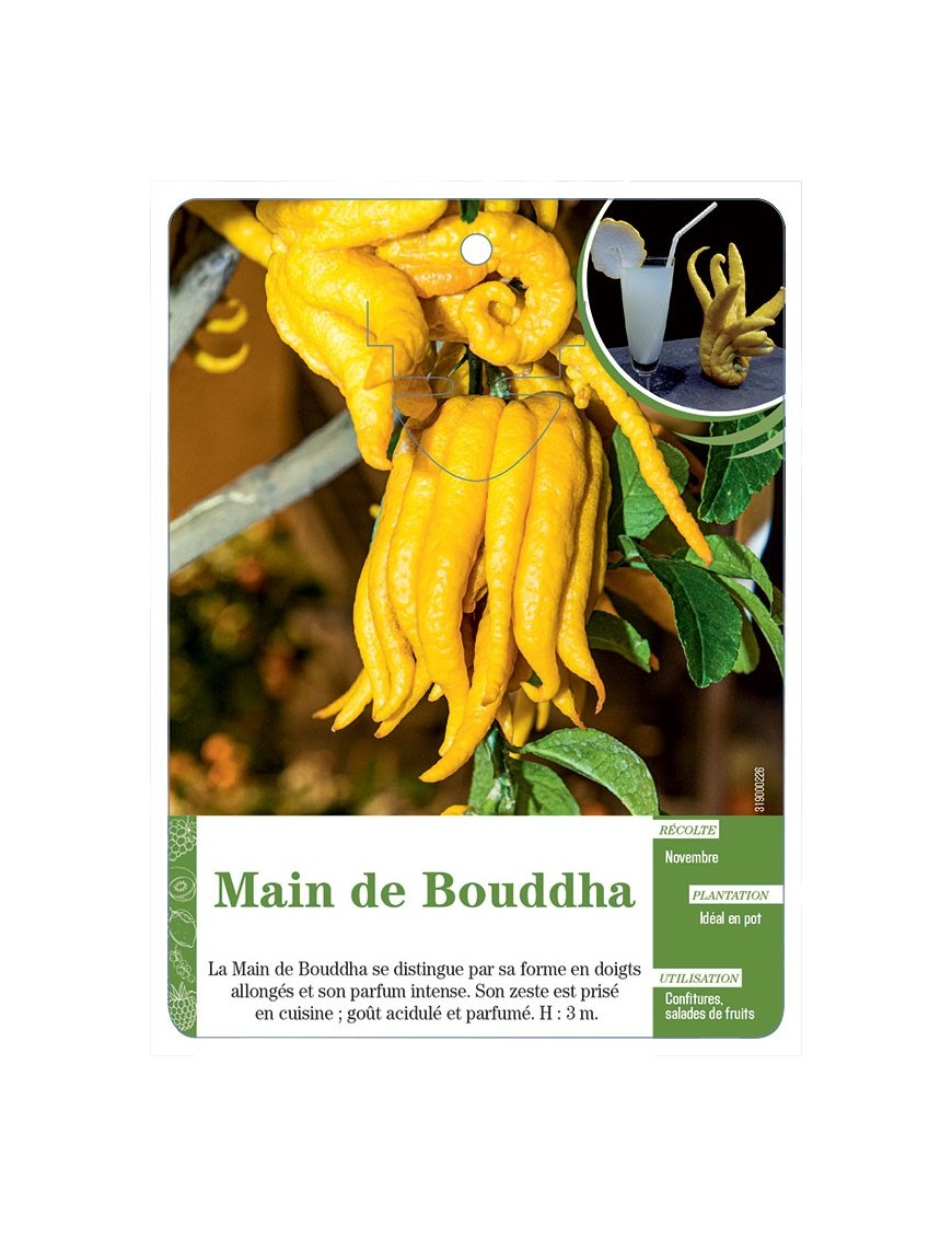 MAIN DE BOUDDHA