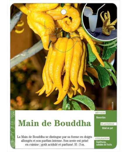 MAIN DE BOUDDHA