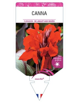 CANNA (rouge orangé à feuillage brun)
