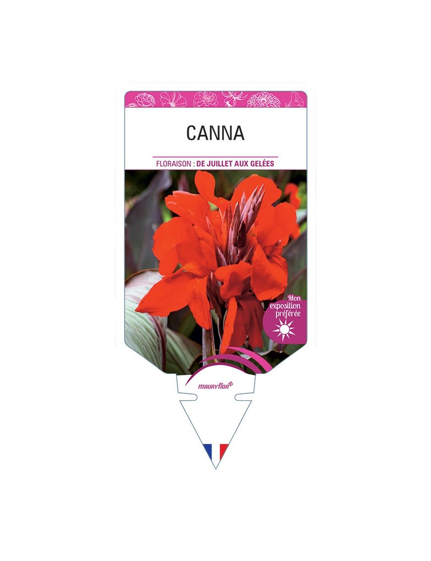 CANNA (rouge orangé à feuillage brun)