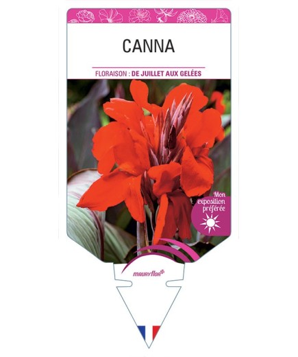 CANNA (rouge orangé à feuillage brun)