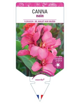CANNA NAIN (rose à feuillage vert)