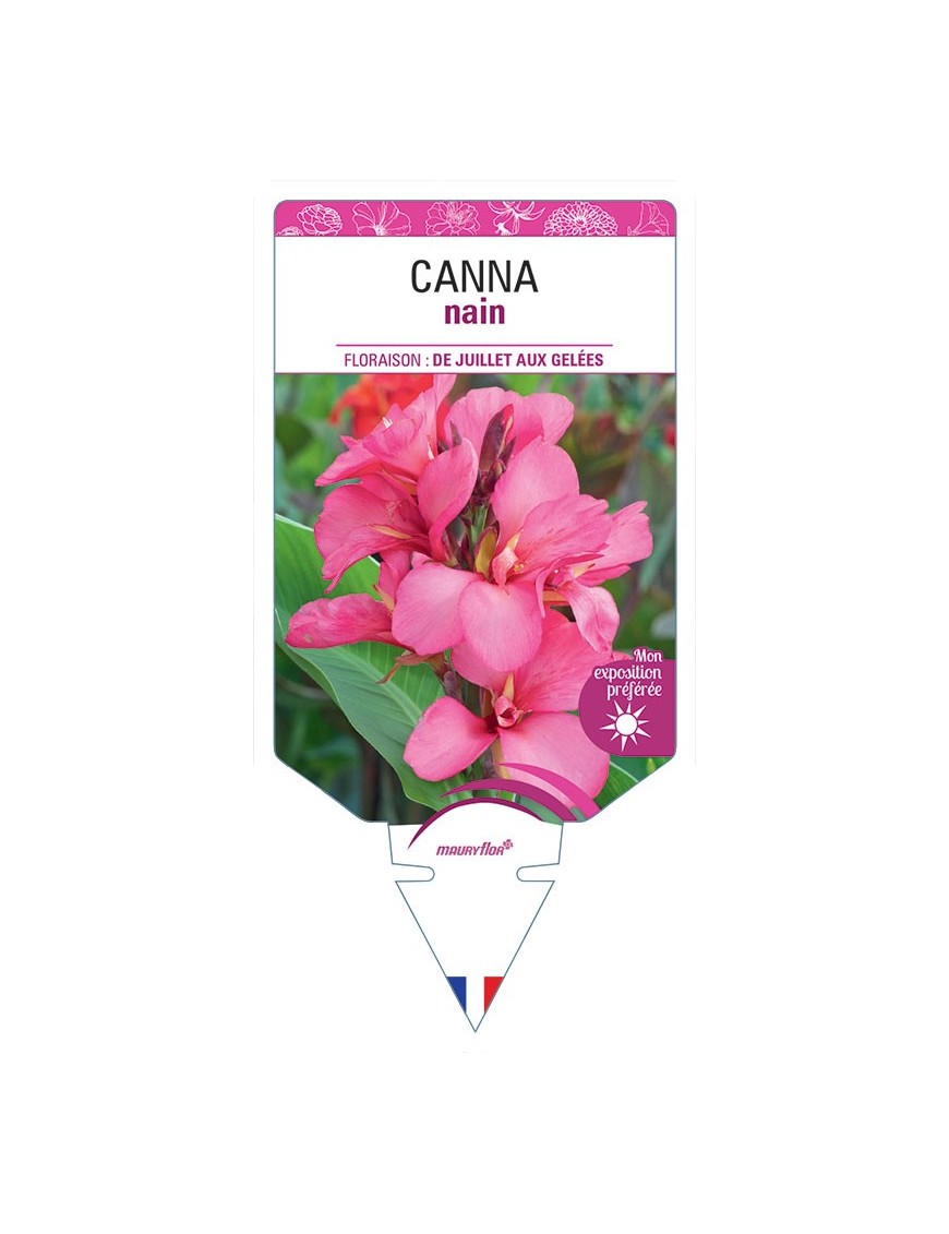 CANNA NAIN (rose à feuillage vert)