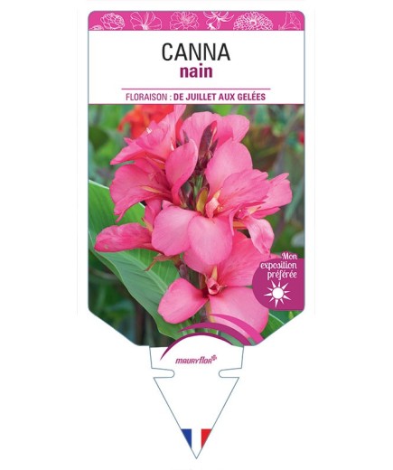 CANNA NAIN (rose à feuillage vert)