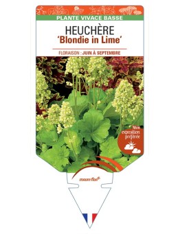 HEUCHERA Blondie in Lime