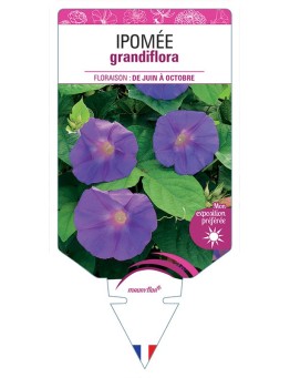 IPOMÉE GRANDIFLORA