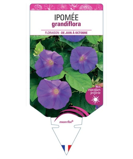 IPOMÉE GRANDIFLORA