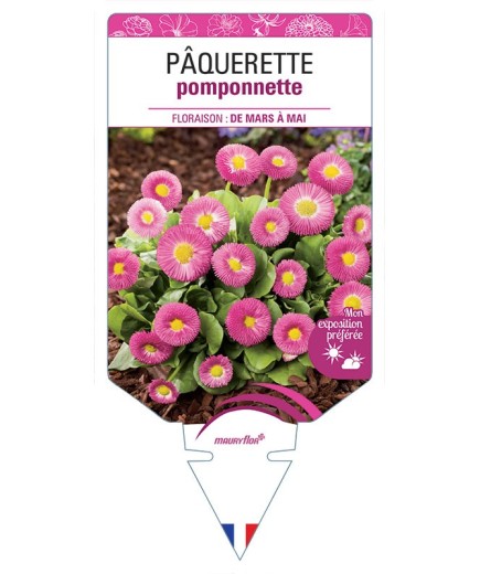 PÂQUERETTE POMPONNETTE (rose)