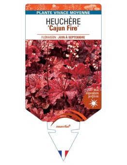 HEUCHERA Cajun Fire