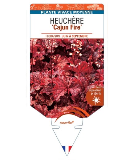 HEUCHERA Cajun Fire