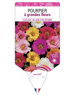 POURPIER À GRANDE FLEUR (varié)