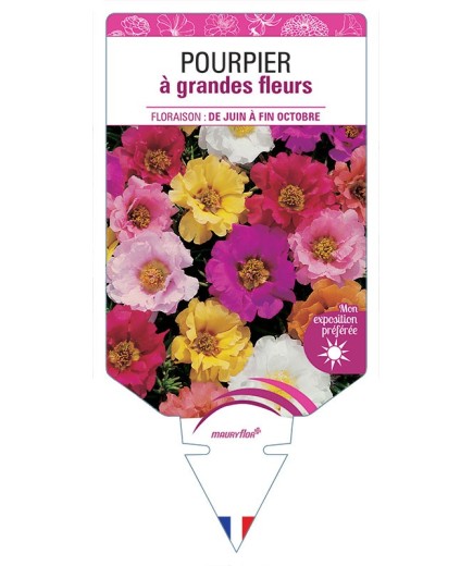POURPIER À GRANDE FLEUR (varié)