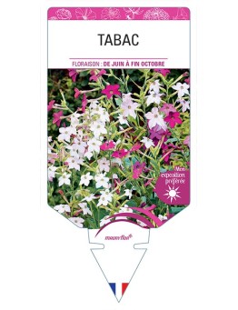 TABAC NICOTIANA (varié)