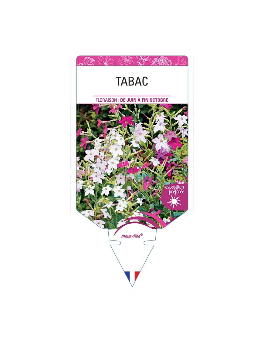 TABAC NICOTIANA (varié)