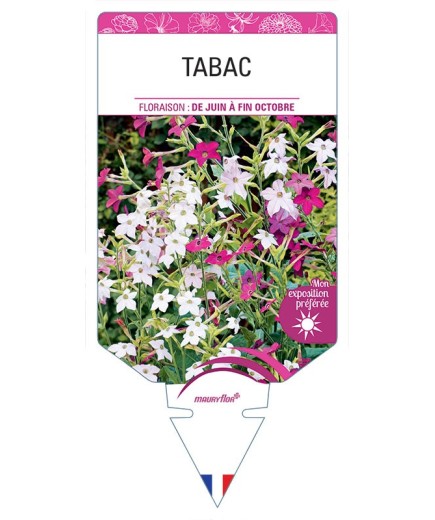 TABAC NICOTIANA (varié)