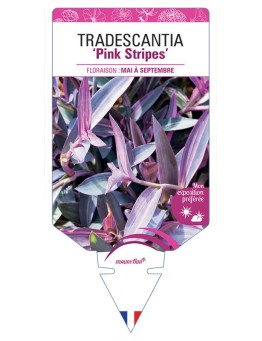 TRADESCANTIA Pink Stripes