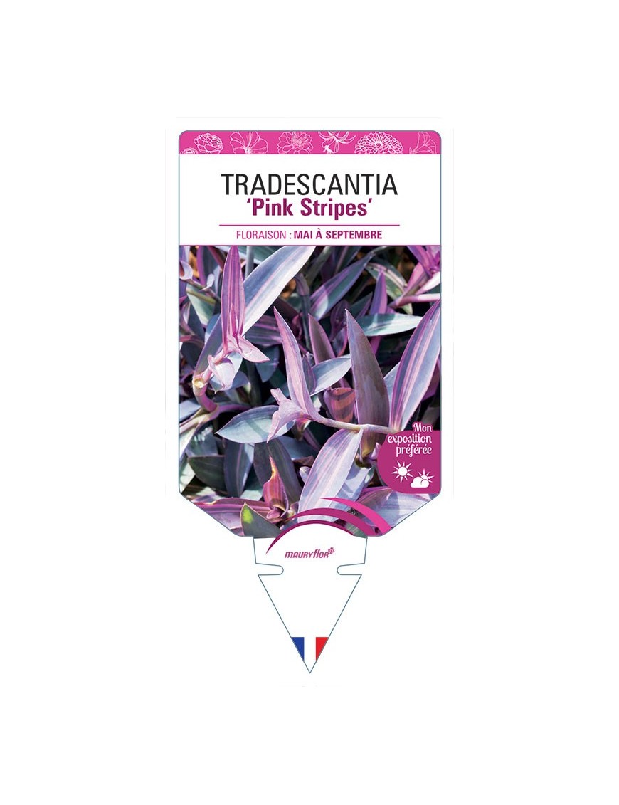 TRADESCANTIA Pink Stripes