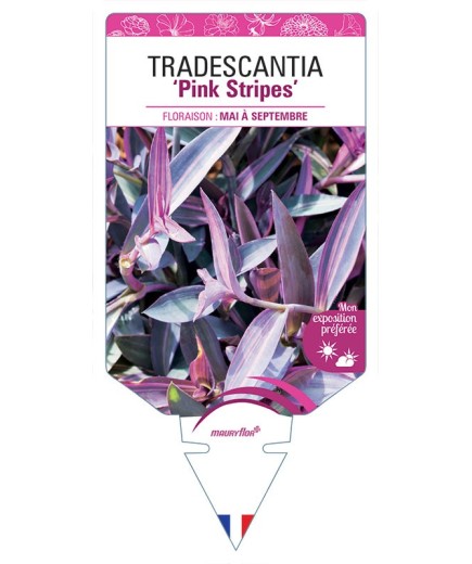 TRADESCANTIA Pink Stripes