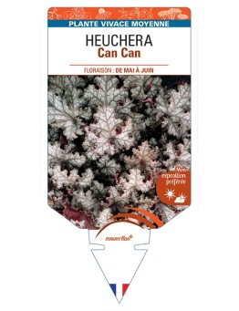 HEUCHERA Can Can
