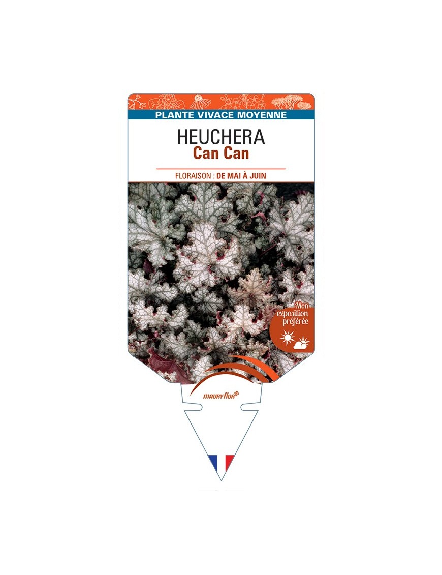 HEUCHERA Can Can