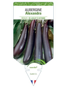 AUBERGINE ALEXANDRA