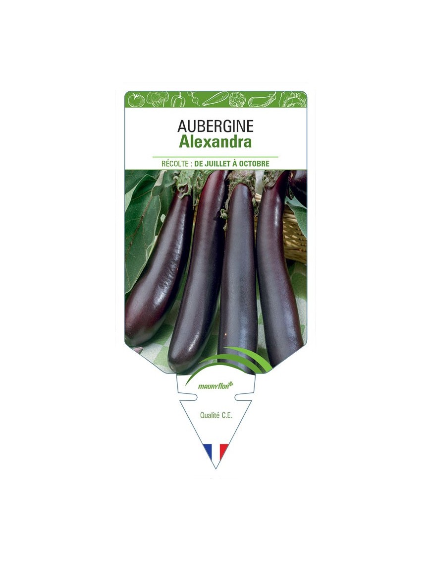 AUBERGINE ALEXANDRA