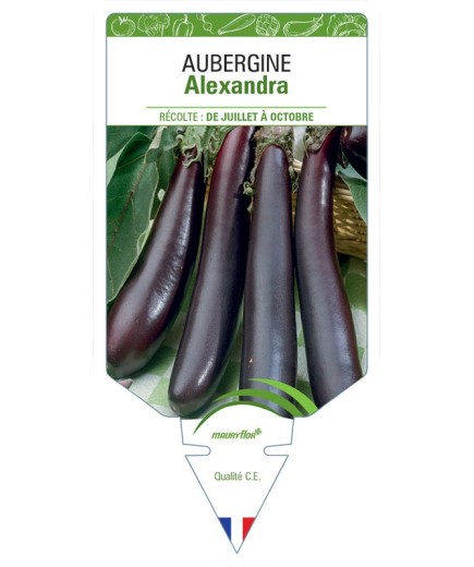 AUBERGINE ALEXANDRA