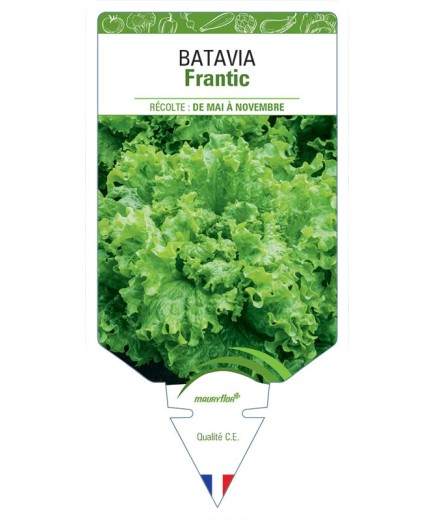BATAVIA FRANTIC