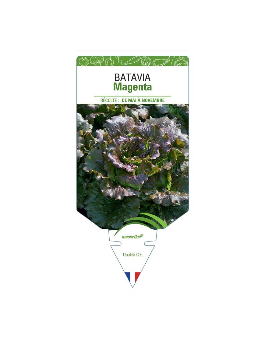 BATAVIA MAGENTA