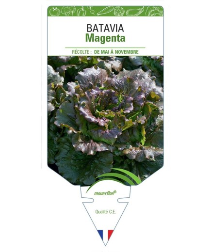BATAVIA MAGENTA