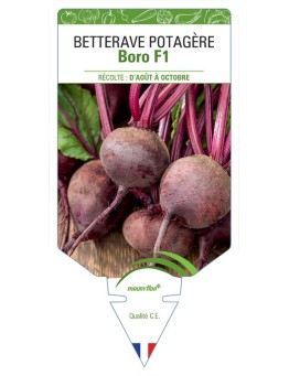 BETTERAVE POTAGERE BORO F1